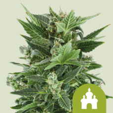 Royal Kush auto feminised (Royal Queen Seeds)