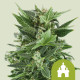 Насіння коноплі Royal Kush autofem. Royal Queen Seeds