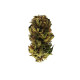 Насіння коноплі Royal Kush autofem. Royal Queen Seeds