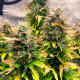 Насіння коноплі Royal Kush autofem. Royal Queen Seeds