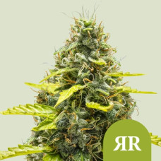 Royal Runtz auto feminised (Royal Queen Seeds)