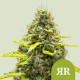 Семена конопли Royal Runtz autofem. Royal Queen Seeds