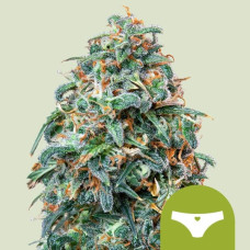 Sherbet Queen auto feminised (Royal Queen Seeds)