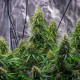 Насіння коноплі Sherbet Queen autofem. Royal Queen Seeds