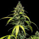 Насіння коноплі Sherbet Queen autofem. Royal Queen Seeds