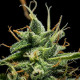 Насіння коноплі Sherbet Queen autofem. Royal Queen Seeds