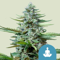 Stress Killermatic CBD auto feminised (Royal Queen Seeds)