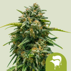 Sweet Skunk auto feminised (Royal Queen Seeds)