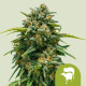 Насіння коноплі Sweet Skunk autofem. Royal Queen Seeds