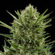 Насіння коноплі Sweet Skunk autofem. Royal Queen Seeds