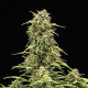 Насіння коноплі Sweet Skunk autofem. Royal Queen Seeds