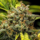 Насіння коноплі Sweet Skunk autofem. Royal Queen Seeds