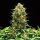 Насіння коноплі Sweet Skunk autofem. Royal Queen Seeds