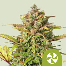 Sweet ZZ auto feminised (Royal Queen Seeds)