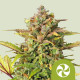 Насіння коноплі Sweet ZZ autofem. Royal Queen Seeds