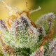 Насіння коноплі Sweet ZZ autofem. Royal Queen Seeds