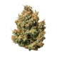 Насіння коноплі Sweet ZZ autofem. Royal Queen Seeds