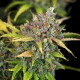 Насіння коноплі Sweet ZZ autofem. Royal Queen Seeds