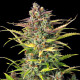 Насіння коноплі Sweet ZZ autofem. Royal Queen Seeds