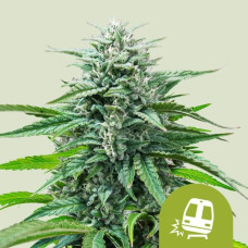 Trainwreck auto feminised (Royal Queen Seeds)