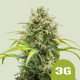 Насіння коноплі Triple G autofem. Royal Queen Seeds