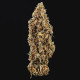 Насіння коноплі Triple G autofem. Royal Queen Seeds