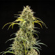 Насіння коноплі Triple G autofem. Royal Queen Seeds