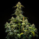 Насіння коноплі Triple G autofem. Royal Queen Seeds