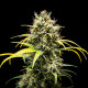 Насіння коноплі Triple G autofem. Royal Queen Seeds