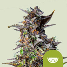 Watermelon auto feminised (Royal Queen Seeds)