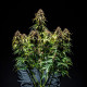 Насіння коноплі Watermelon autofem. Royal Queen Seeds