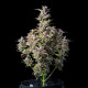 Насіння коноплі Watermelon autofem. Royal Queen Seeds