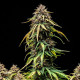 Насіння коноплі Watermelon autofem. Royal Queen Seeds