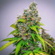 Насіння коноплі Watermelon autofem. Royal Queen Seeds