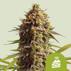 Wedding Cake auto feminised (Royal Queen Seeds)