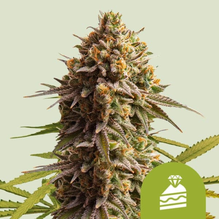 Семена конопли Wedding Cake autofem. Royal Queen Seeds Семена конопли Wedding Cake autofem. Royal Queen Seeds