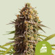 Семена конопли Wedding Cake autofem. Royal Queen Seeds Семена конопли Wedding Cake autofem. Royal Queen Seeds