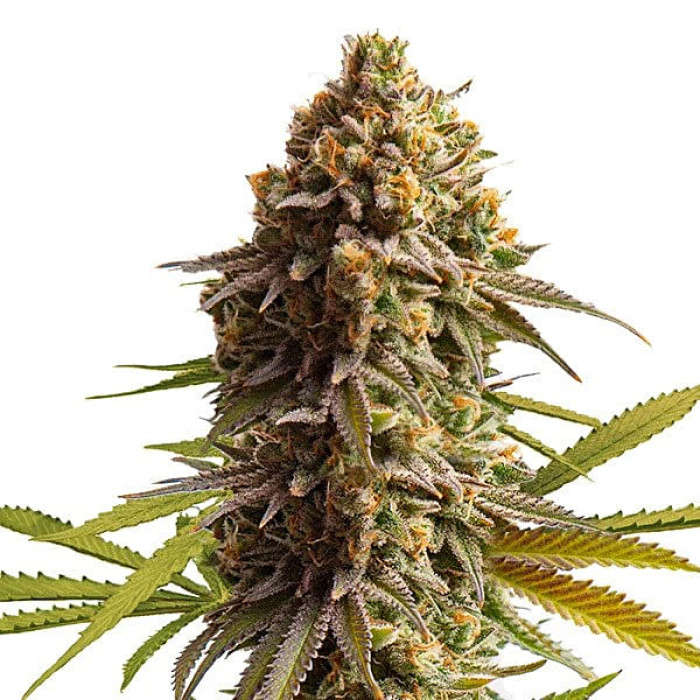 Семена конопли Wedding Cake autofem. Royal Queen Seeds Семена конопли Wedding Cake autofem. Royal Queen Seeds