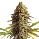 Семена конопли Wedding Cake autofem. Royal Queen Seeds Семена конопли Wedding Cake autofem. Royal Queen Seeds