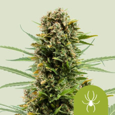 White Widow auto feminised (Royal Queen Seeds)