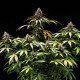 Семена конопли White Widow autofem. Royal Queen Seeds