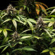 Семена конопли White Widow autofem. Royal Queen Seeds