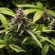 Семена конопли White Widow autofem. Royal Queen Seeds