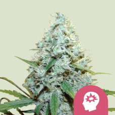 Amnesia Mac Ganja feminised (Royal Queen Seeds)