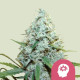 Насіння коноплі Amnesia Mac Ganja fem. Royal Queen Seeds