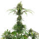 Насіння коноплі Amnesia Mac Ganja fem. Royal Queen Seeds