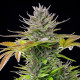 Насіння коноплі Amnesia Mac Ganja fem. Royal Queen Seeds