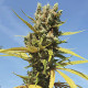 Насіння коноплі Amnesia Mac Ganja fem. Royal Queen Seeds