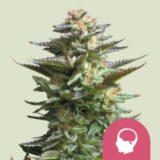 Amnesia Haze feminised (Royal Queen Seeds)