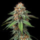 Насіння коноплі Amnesia Haze fem. Royal Queen Seeds